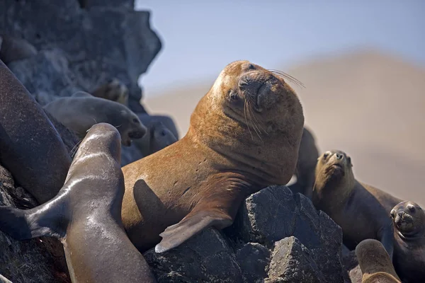 Lion De Mer Austral otaria byronia — стокове фото