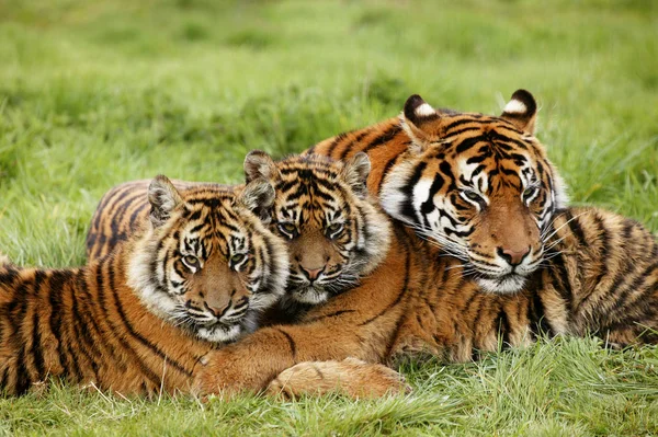 Tigre De Sumatra panthera tigris sumatrae — Zdjęcie stockowe