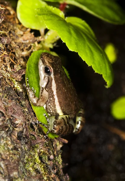 Grenouille colostethus infraguttatus — Zdjęcie stockowe