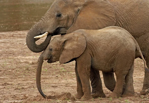 Słoń D 'Afrique loxodonta africana — Zdjęcie stockowe