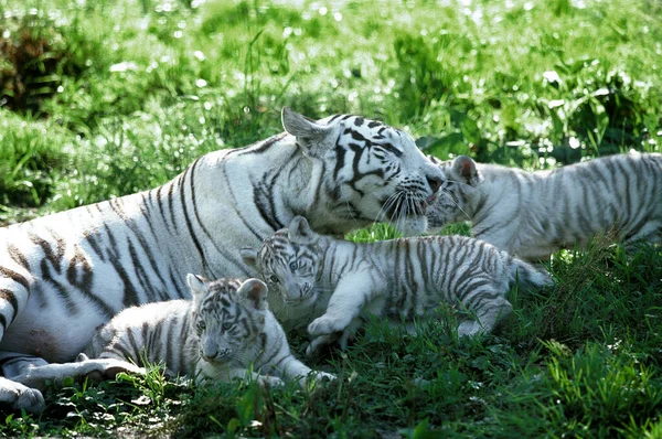 Tigre Blanc panthera tigris — Stock fotografie