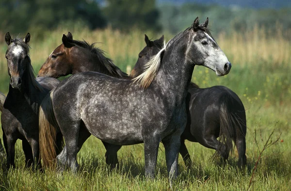 Lipizzaner — Stockfoto