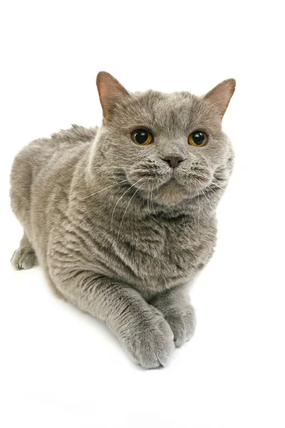 British Shorthair Lilac Self — Foto Stock