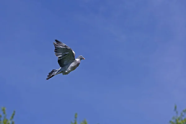 Güvercin Ramier columba palumbus — Stok fotoğraf