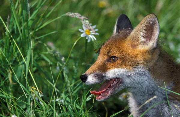 Renard Roux vulpes vulpes — Fotografia de Stock