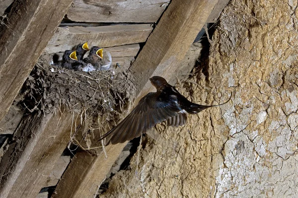 Hirondelle De Cheminee hirundo rustica — Stockfoto