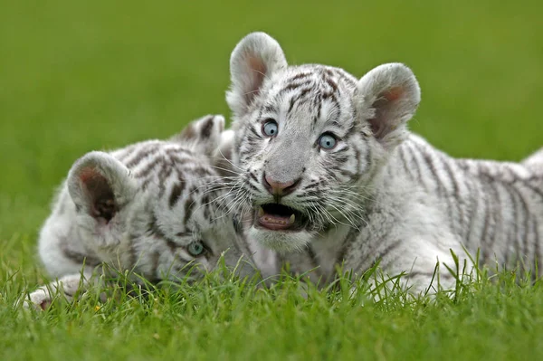 Tigre Blanc pantera tygrys — Zdjęcie stockowe