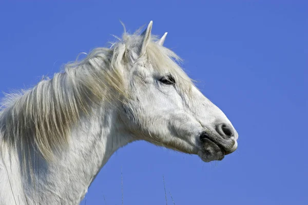 Camarguais — Stock fotografie