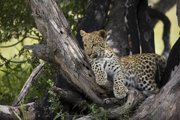 Panthere leopárdpárduc pardus — Stock Fotó