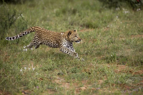 Panorada leopar panthera pardus — Stok fotoğraf