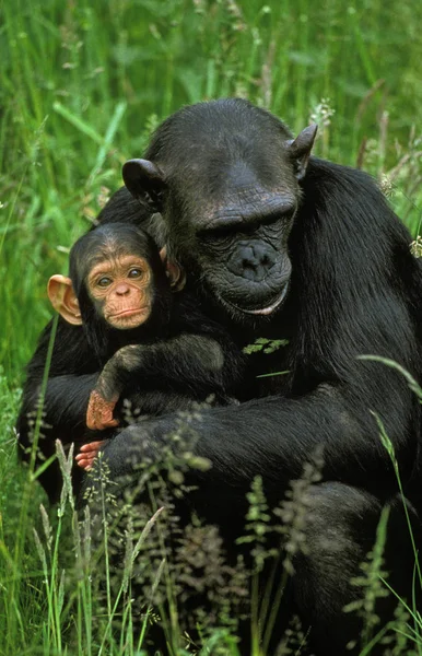 Χιμπατζήδες και τρωγλοδύτες — Φωτογραφία Αρχείου