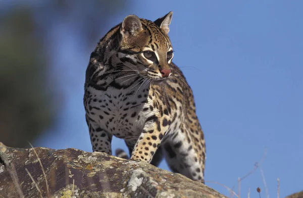 Ocelot leopardo pardalis — Foto Stock