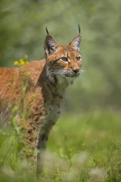 Luchs De Siberie lynx lynx wrangeli — Stockfoto
