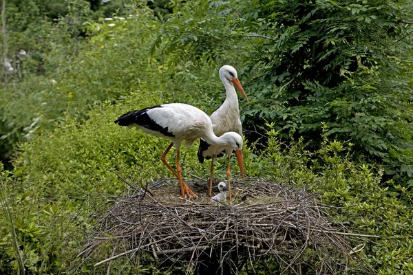 Cgogne Blanche Ciconia Ciconia — 图库照片