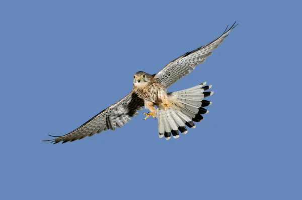 Faucon Crecerelle falco tinnunculus — Fotografia de Stock