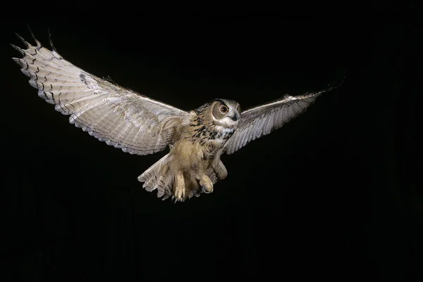 Hibou Grand Dük D 'Europe bubo bubo — Stok fotoğraf