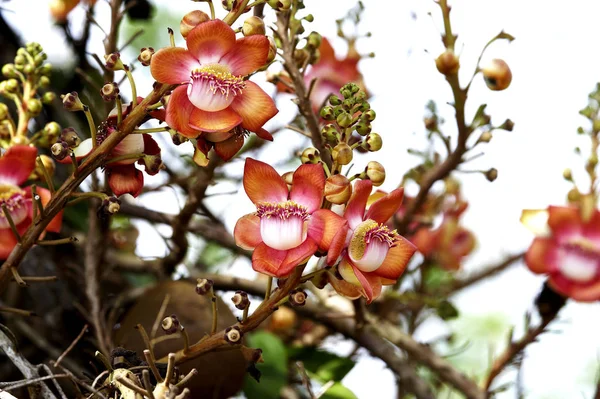 Boulet De Canon couroupita guianensis — 图库照片