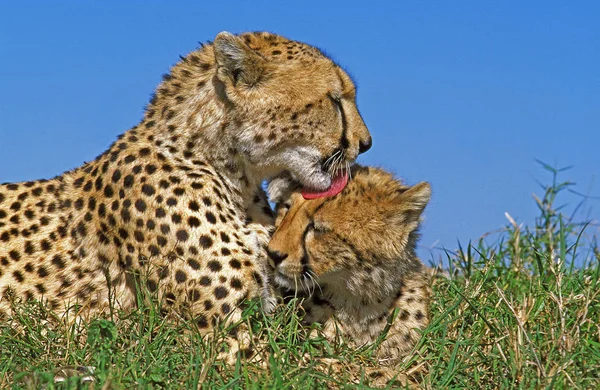 GUEPARD acinonyx fablatus — стоковое фото