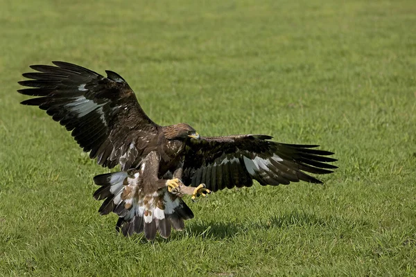 Aigle Royal aquila chrysaetos — стокове фото