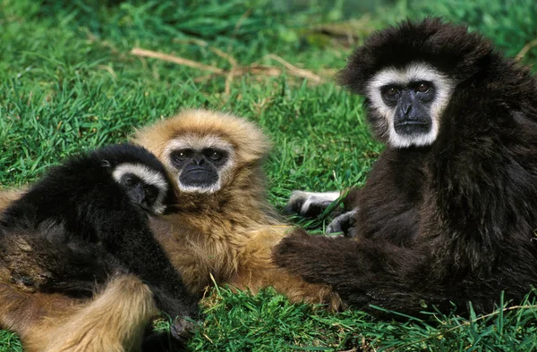 Gibbon A Mains Blanches hylobates lar — Stockfoto