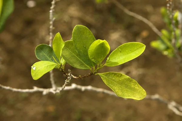 Coca erythroxylum coca — стокове фото