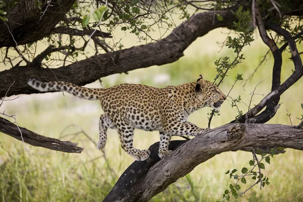 Panthere Leopard｜panthera pardus — ストック写真