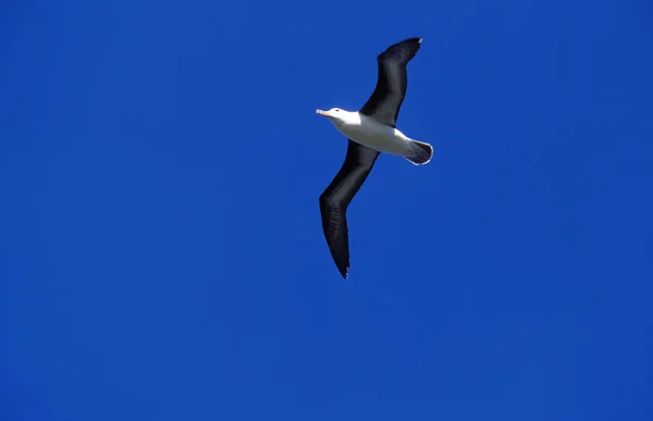 Albatros A Sourcils Noirs diomedea melanophris — Fotografia de Stock