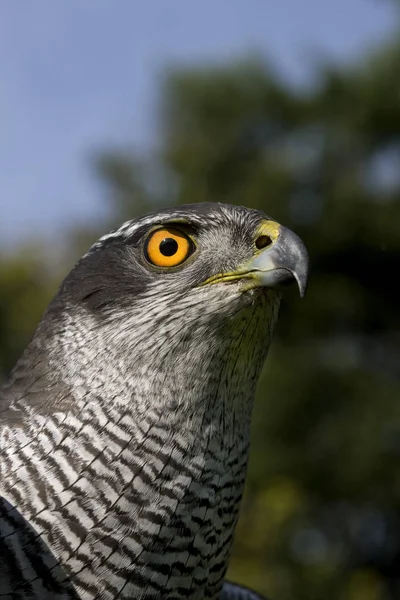 著者デPalombesのaccipiter gentilis — ストック写真