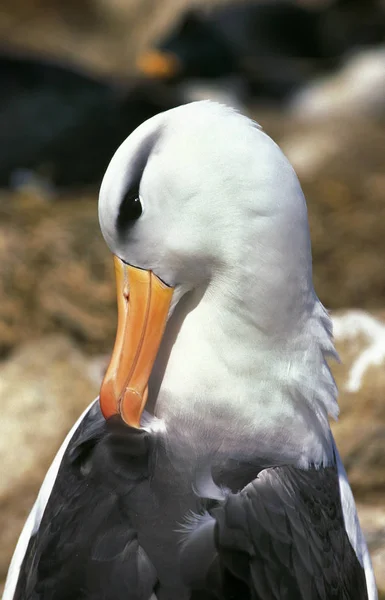 Albatros A Sourcils Noirs diomedea melanophris — Stockfoto