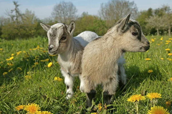 Chevre Naine capra hircus — Fotografia de Stock