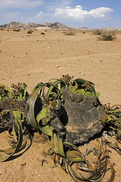 Welwitschia welwitschia mirabilis — Photo