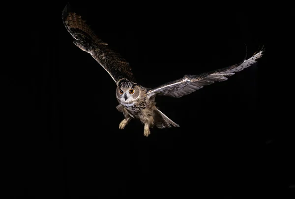 Hibou Wielki Książę D 'Europe bubo bubo — Zdjęcie stockowe