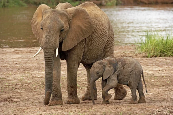 Elefanter D 'Afrique loxodonta africana — Stockfoto