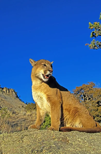Puma puma w kolorze — Zdjęcie stockowe
