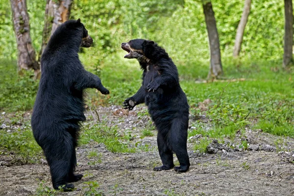 Unser ein lünetten tremarctos ornatus — Stockfoto