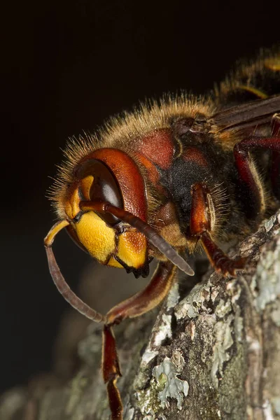 Frelon vespa crabo — Stockfoto