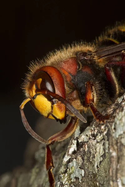 Frelon vespa crabo — Φωτογραφία Αρχείου