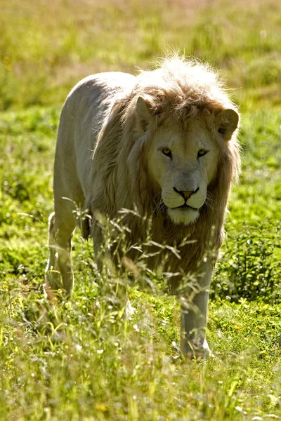 Lion Blanc panthera leo krugensis Nincs magyar neve — Stock Fotó