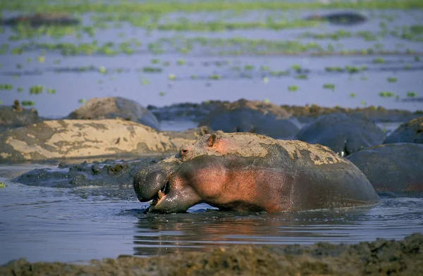 HIPPOPOTAME ஹிப்போபோட்டமோஸ் அம்பீபியஸ் — ஸ்டாக் புகைப்படம்