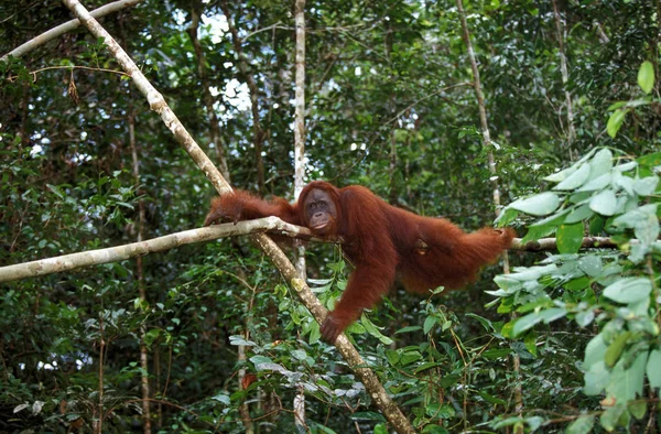 ORANG OUTAN pongo pygmaeus — Stock Photo, Image