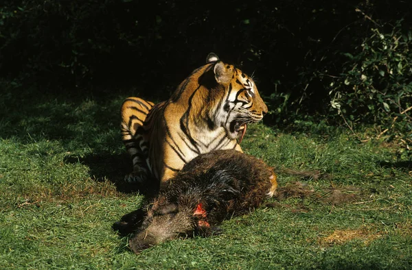 TIGRE DE SUMATRA panthera tigris sumatrae — Stock Photo, Image