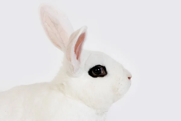 Lapin Blanc De Hotot — Fotografia de Stock