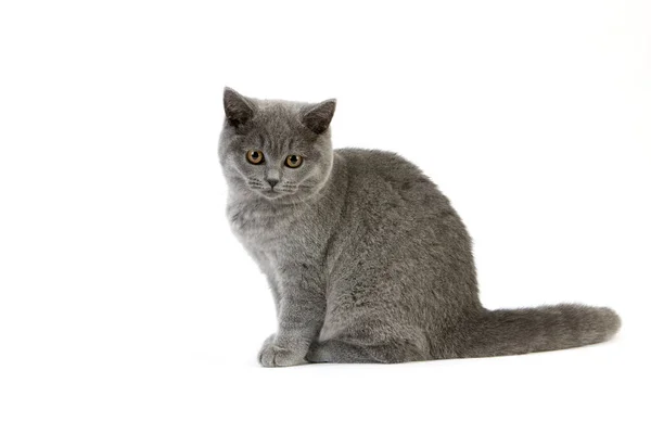 BRITISH SHORTHAIR BLEU — Stock Photo, Image