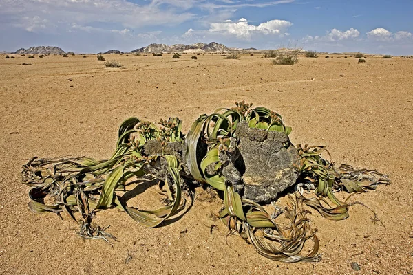 Welwitschia welwitschia mirabilis — Photo