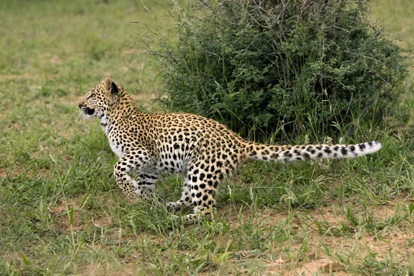 Panthere Leopard panthera pardus — Fotografia de Stock