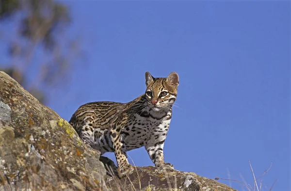 Ocelot Leopardus Pardalis