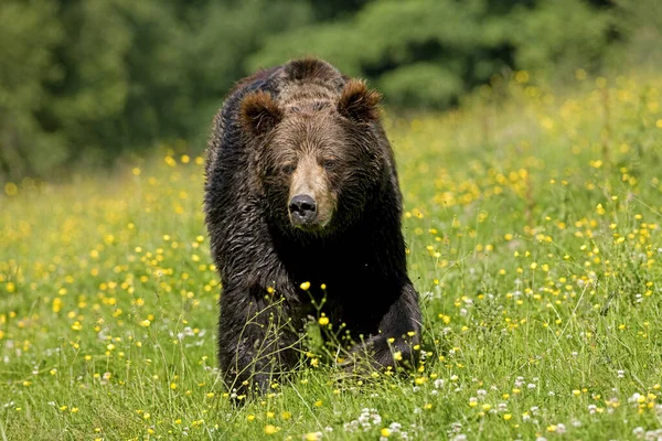 OURS BRUN ursus arctos — Stock Photo, Image