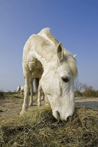 Camarguais — Stockfoto