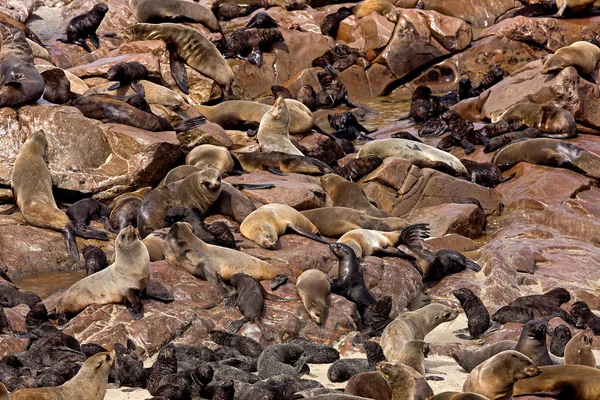 OTARIO UN CUARTO D 'AFRIQUE DU SUD arctocephalus pusillus — Foto de Stock