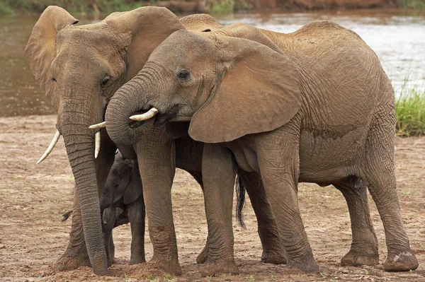 Słoń D 'Afrique loxodonta africana — Zdjęcie stockowe